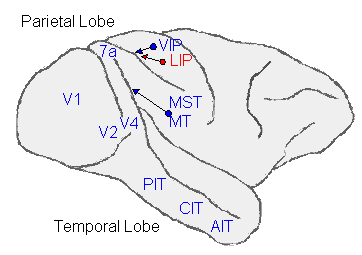 The sketch of the macaque brain is marked with the various brain areas referred to in the key.